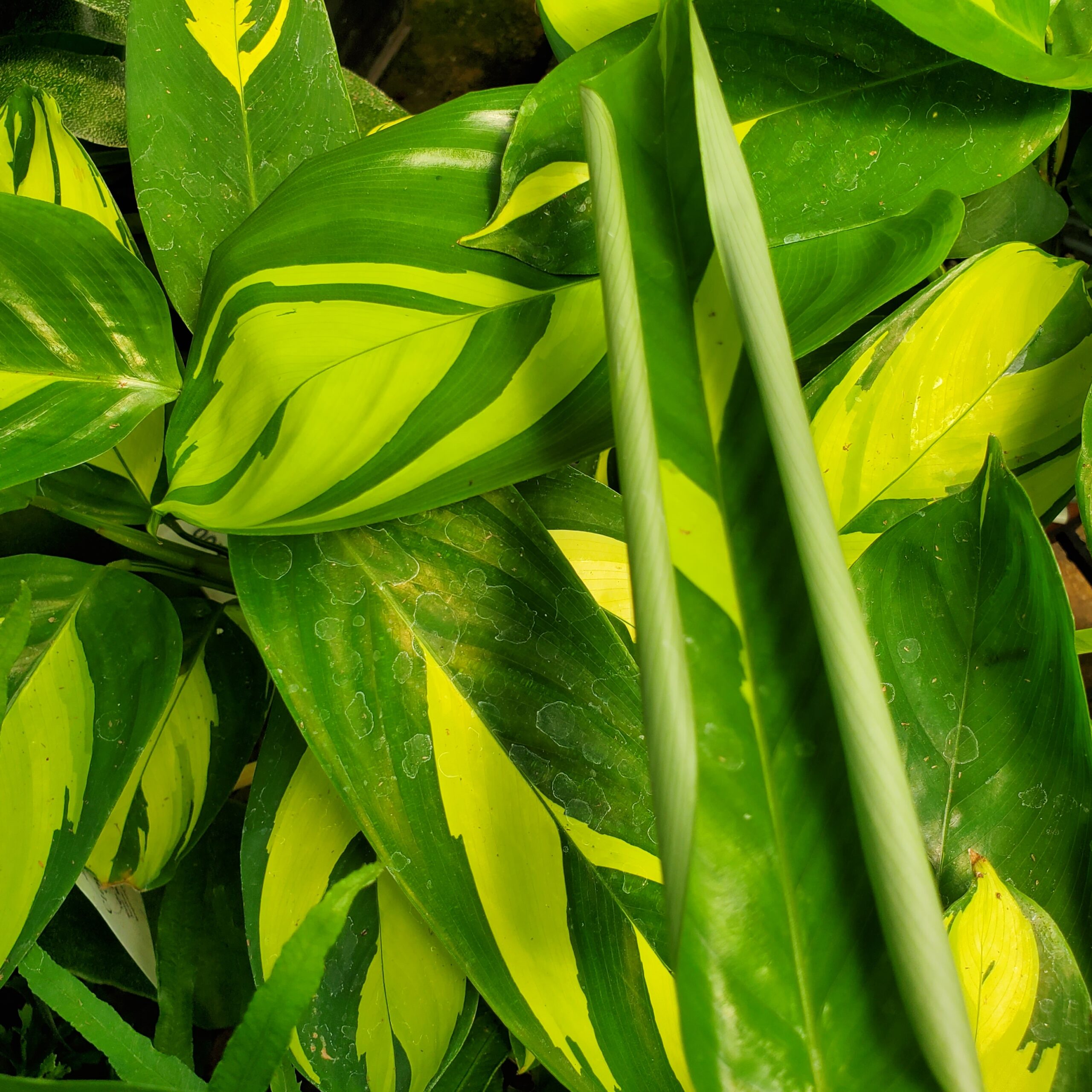 Golden Mosaic Ctenanthe - Image 2