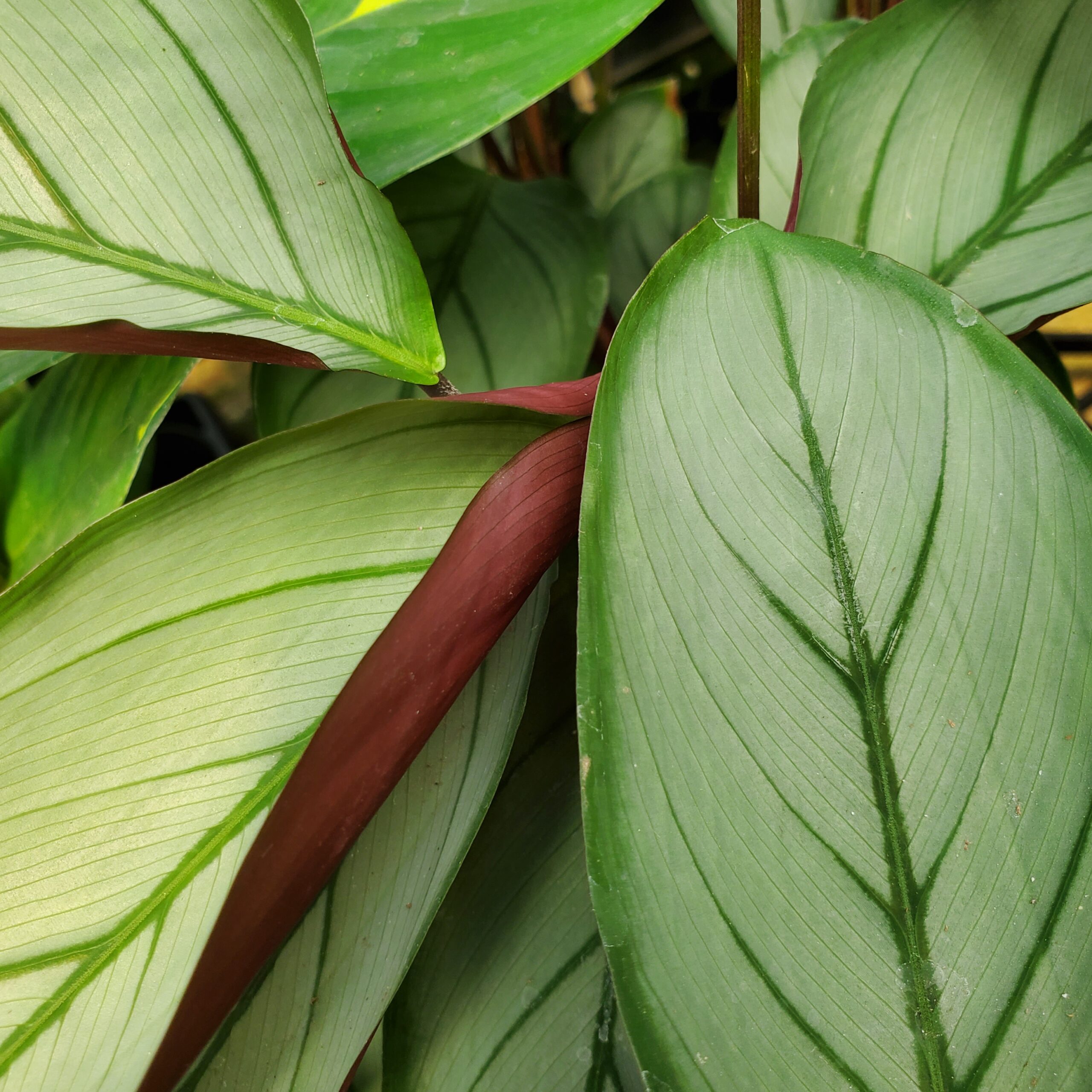 Ctenanthe setosa - Image 2