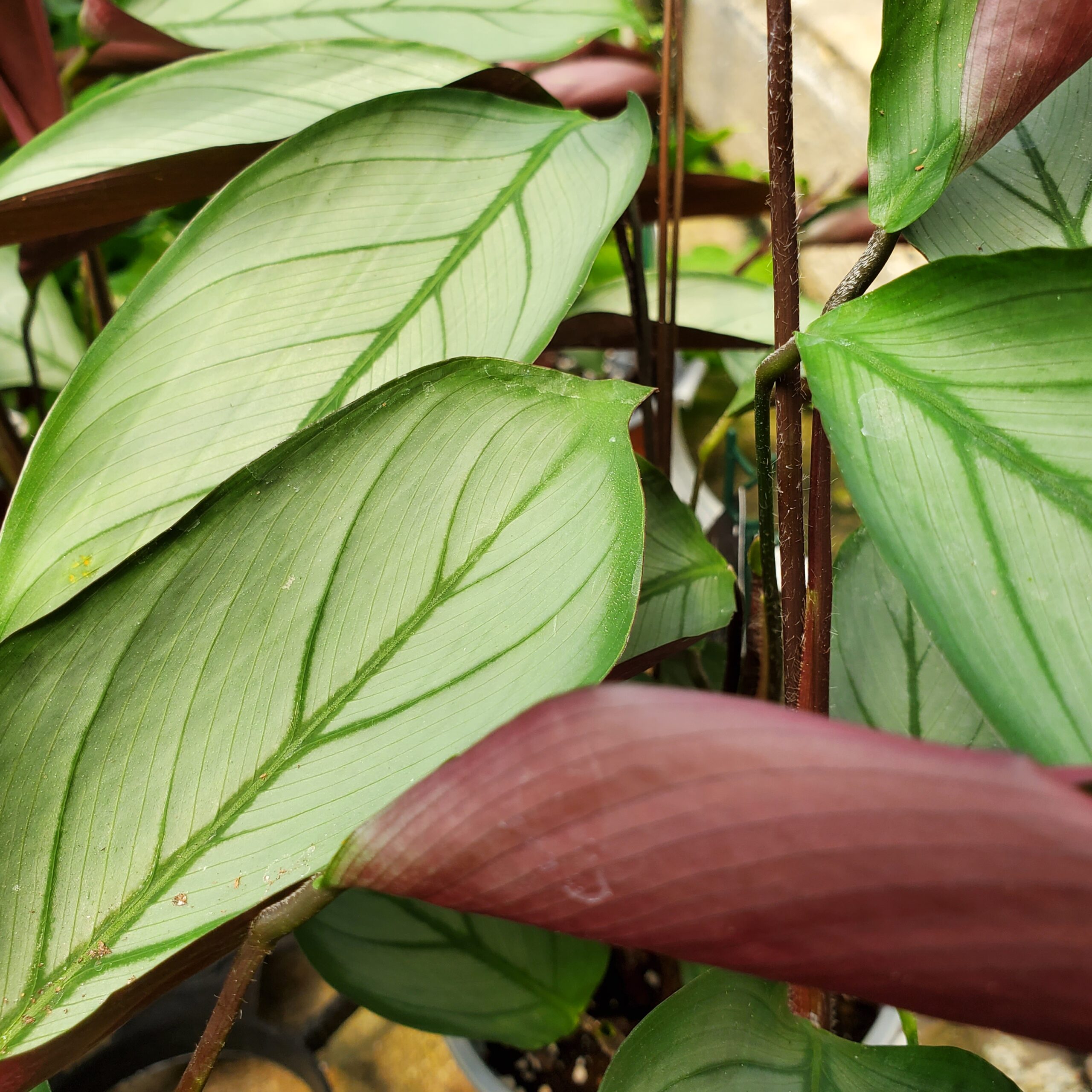 Ctenanthe setosa - Image 3