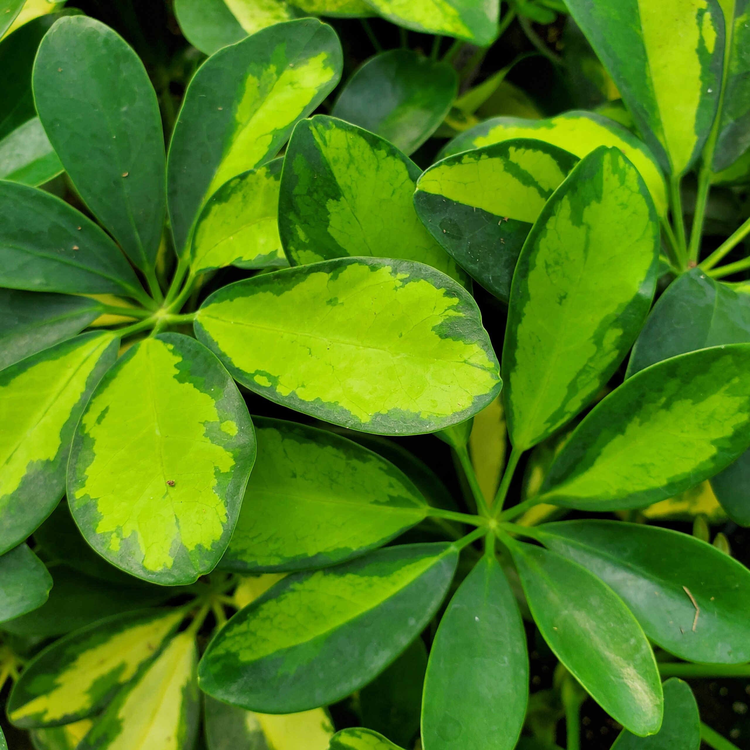 Sunshade Schefflera - Image 3