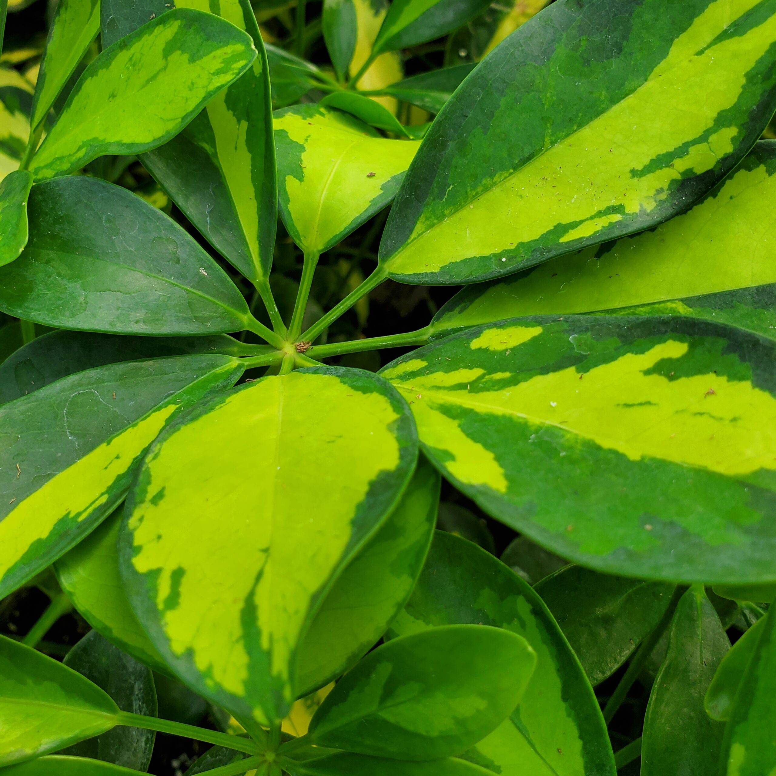 Sunshade Schefflera - Image 2