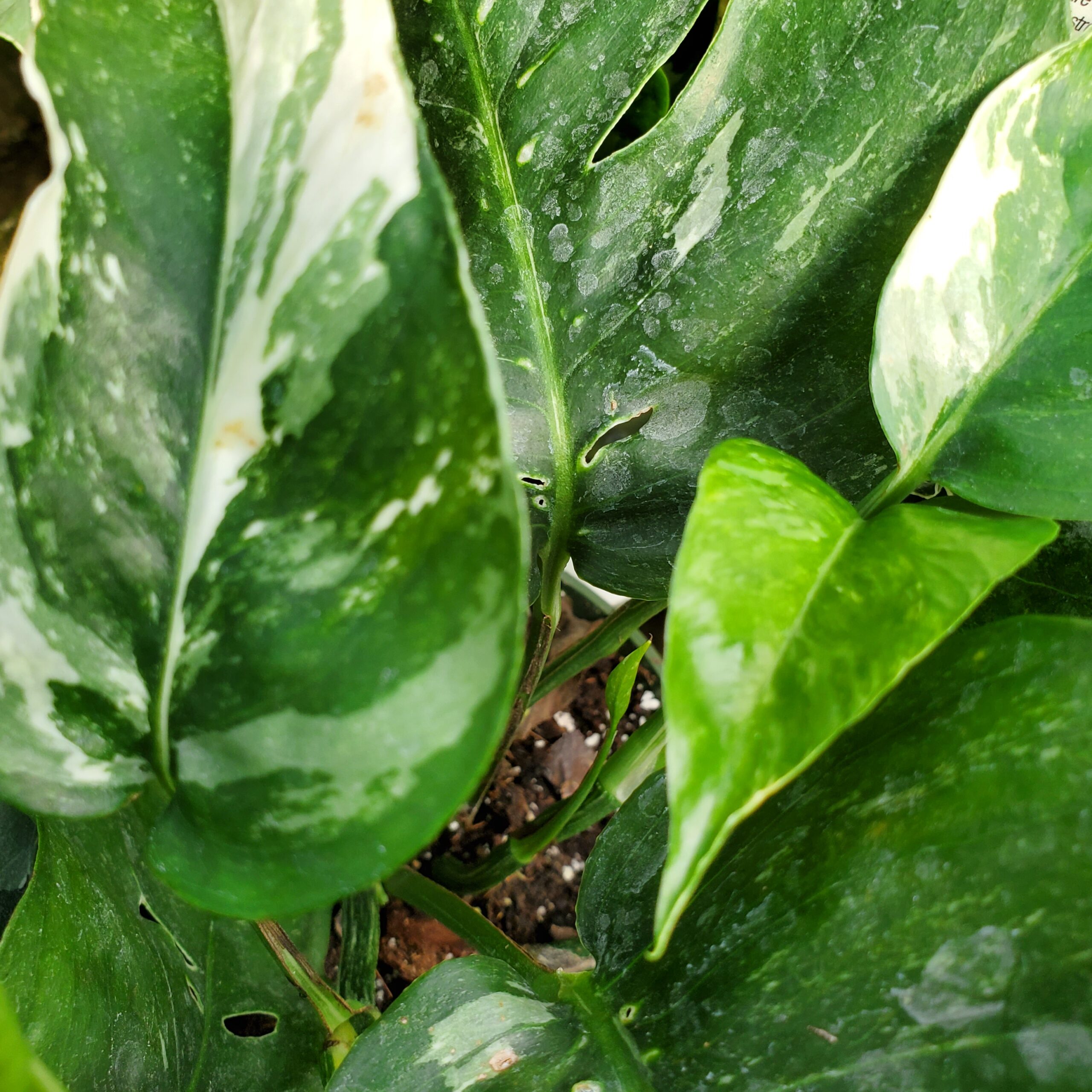 Albo Variegated Pothos - Image 2