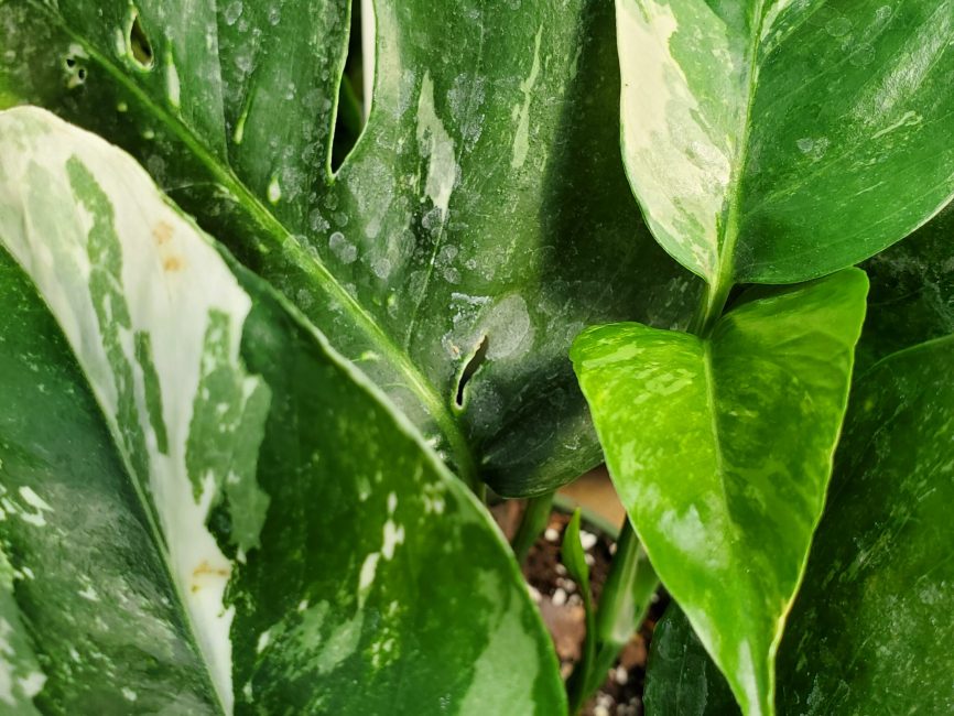albo variegated pothos detail image
