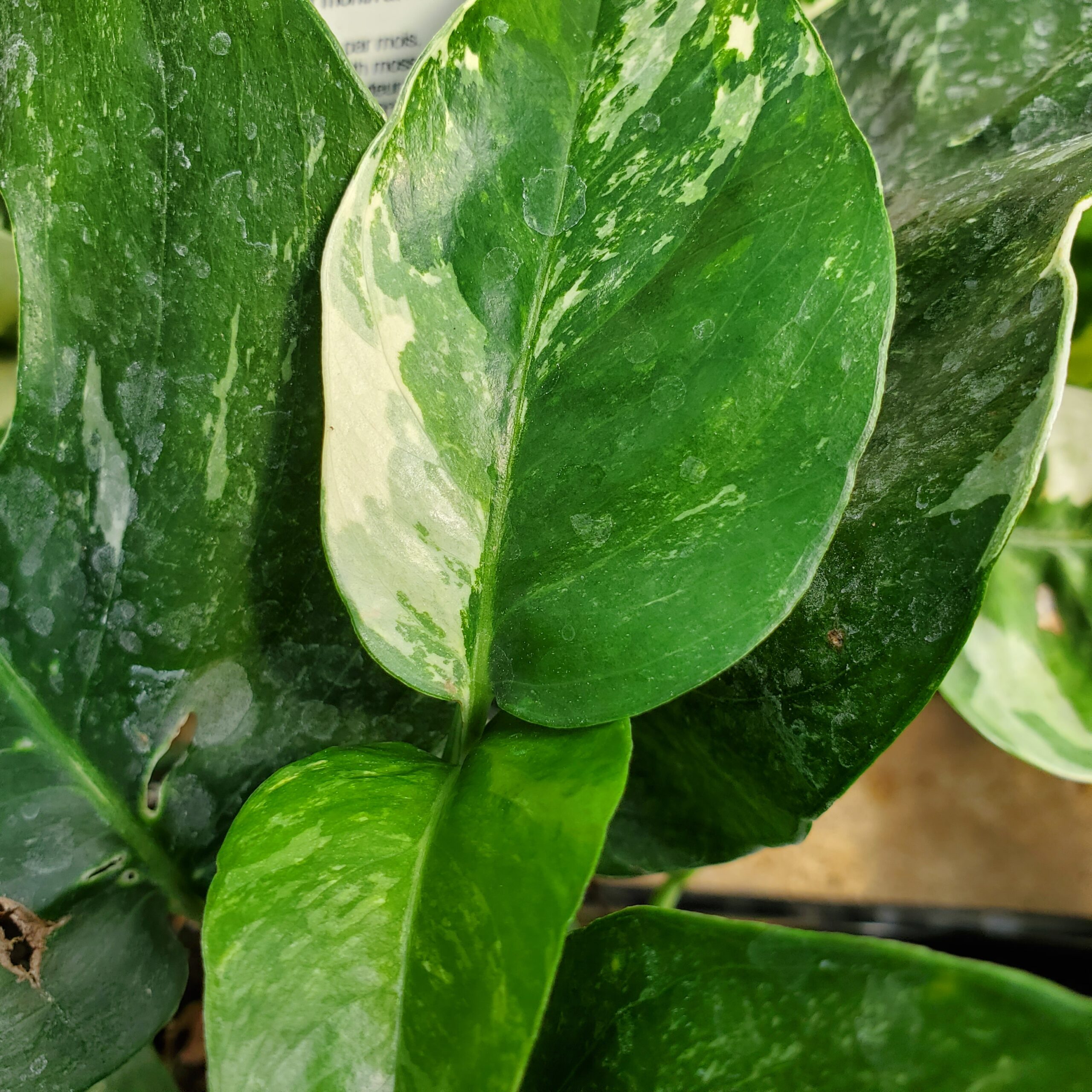 Albo Variegated Pothos - Image 3
