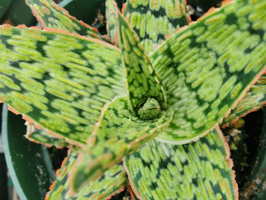 Pink Blush Aloe succulent with scaled pink-tipped leaves by Studley Flower Gardens