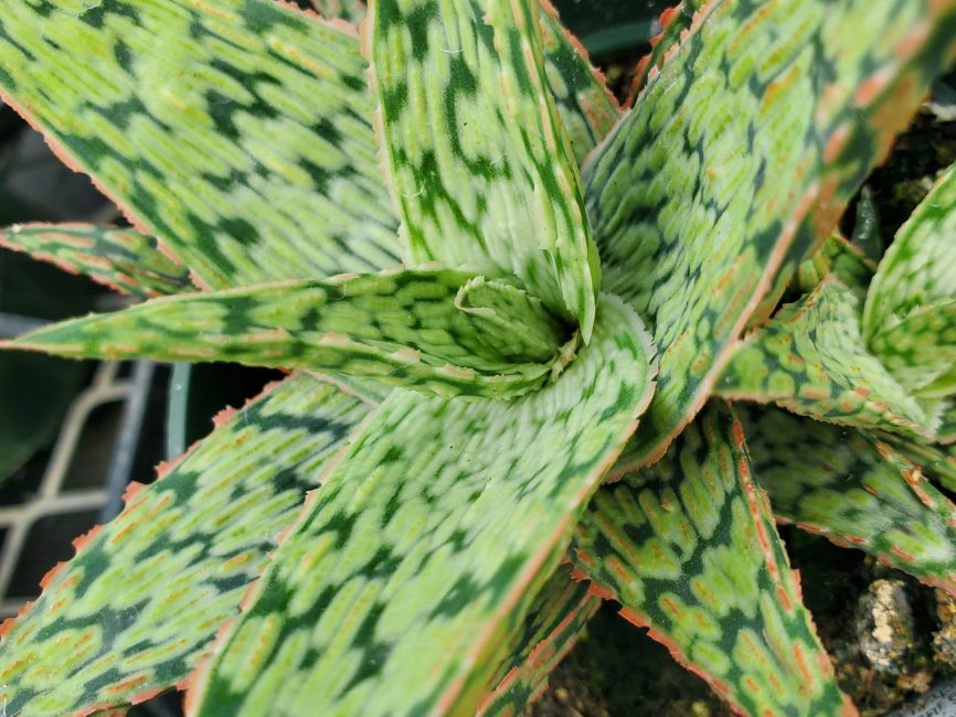 Pink blush aloe succulent with scaled leaves in full sun by Studley Flower Gardens
