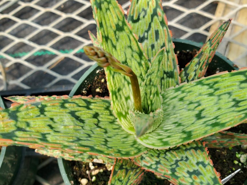 pink blush aloe detail image