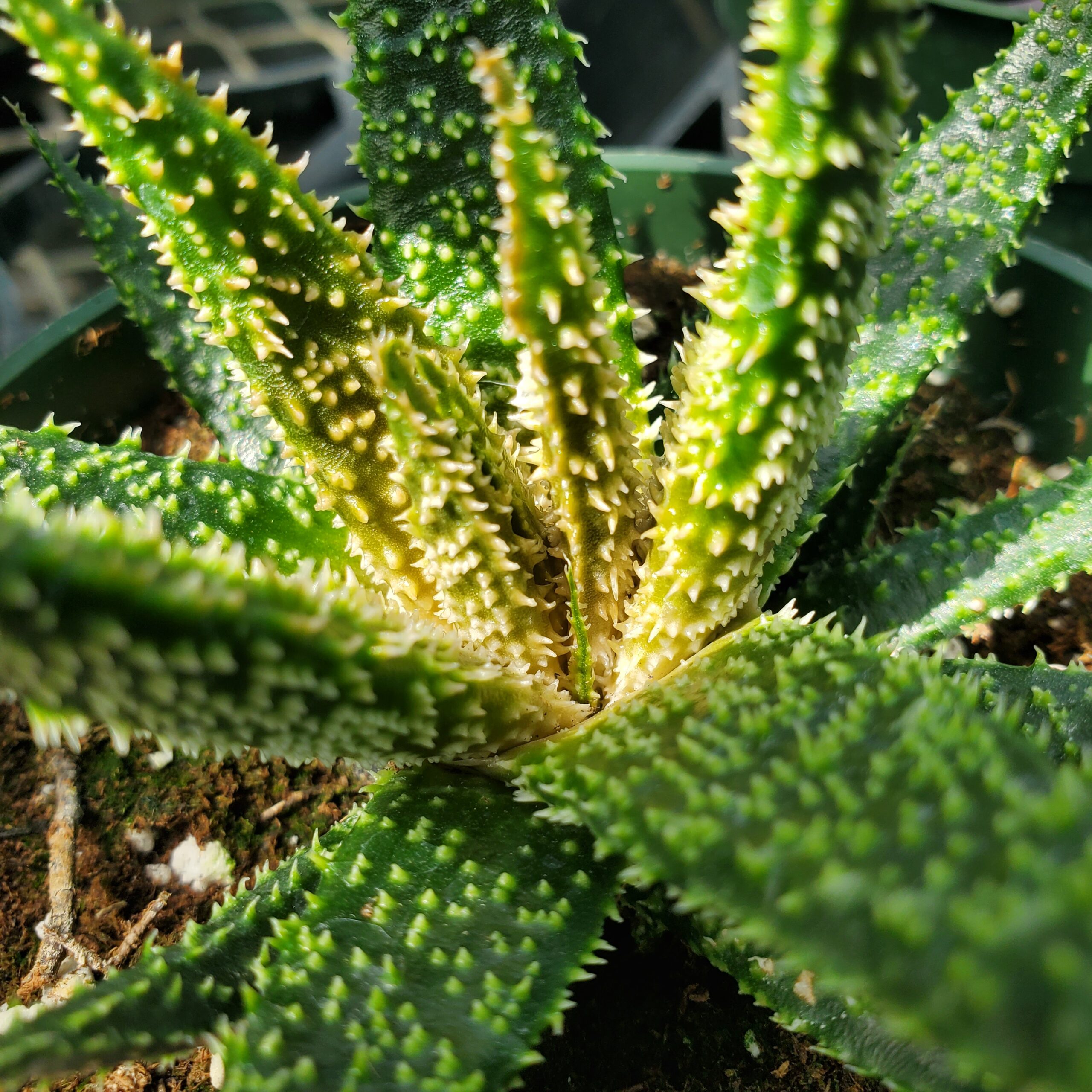 Twilight Aloe - Image 2