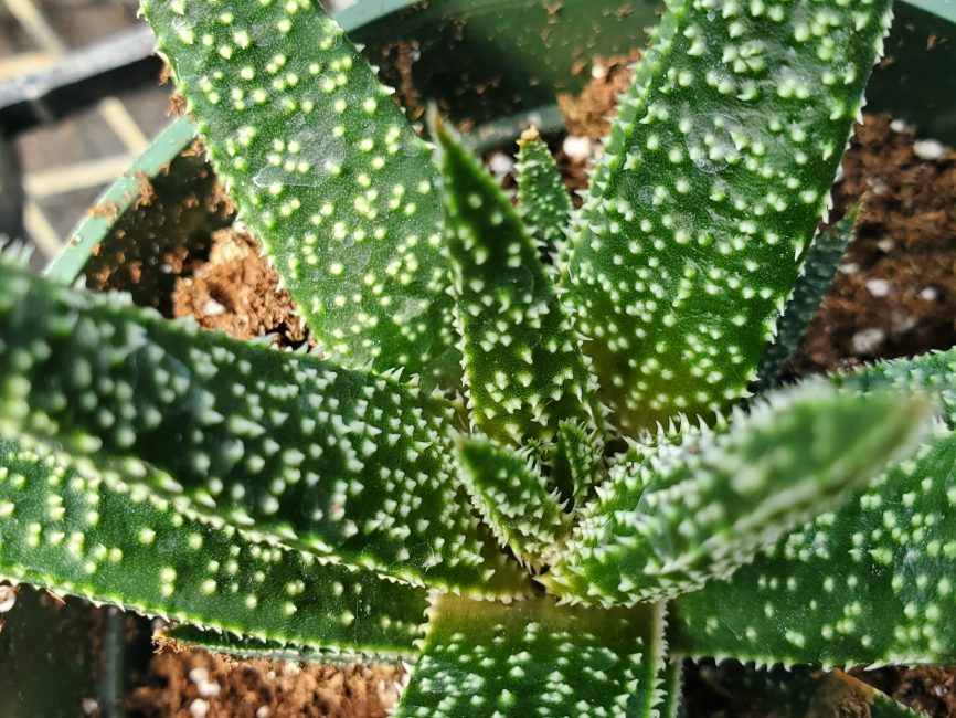 Twilight aloe succulent with scaled deep green leaves and white teeth by Studley Flower Gardens