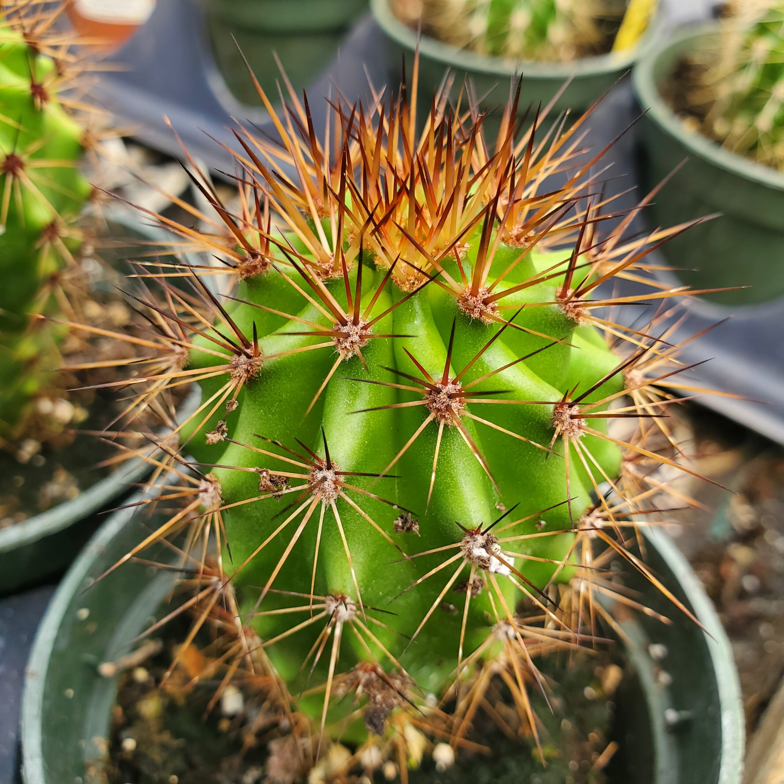 Organ Pipe Cactus - Image 2