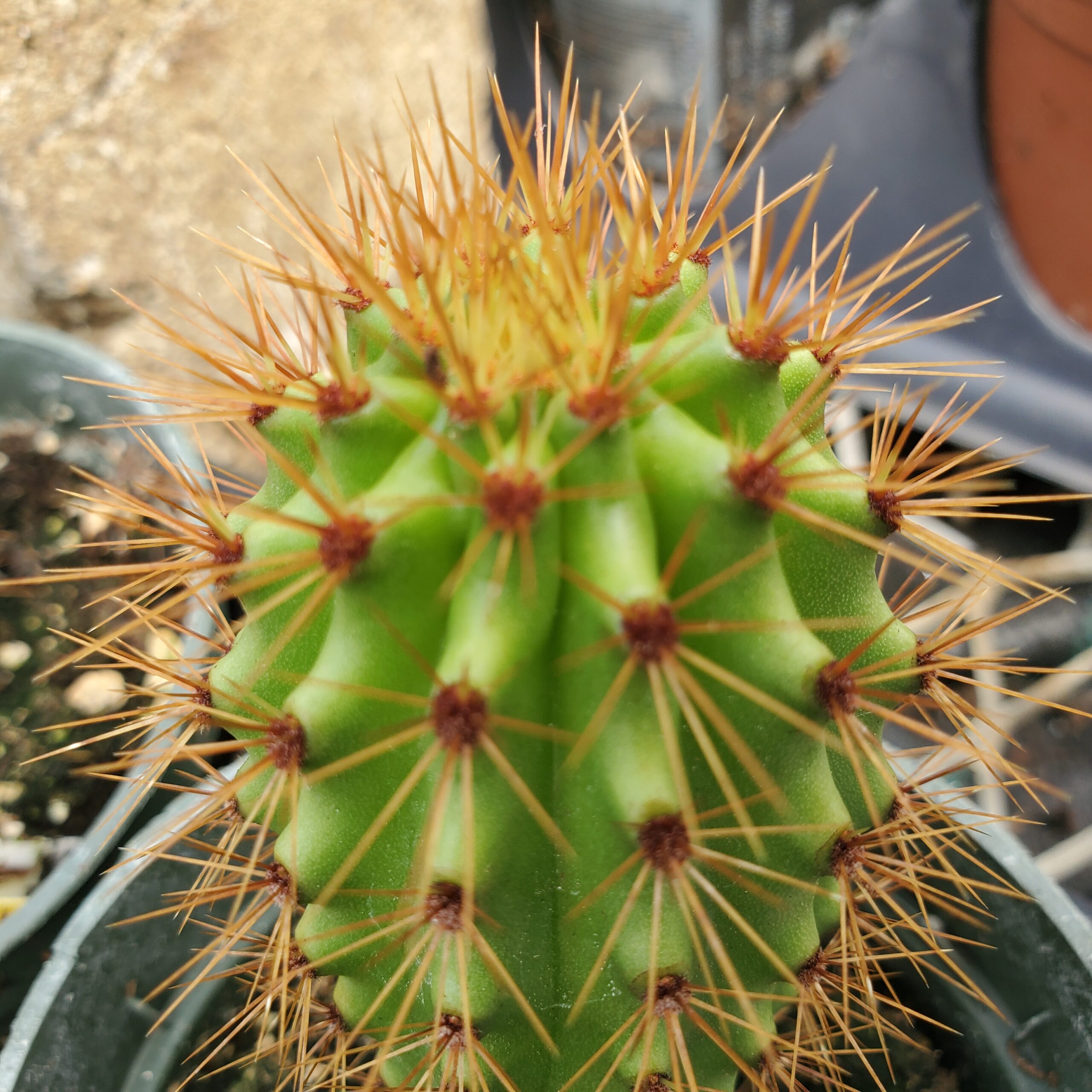 Organ Pipe Cactus - Image 3