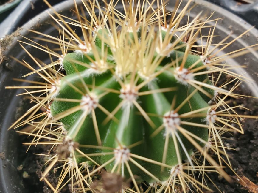 saguaro cactus detail image