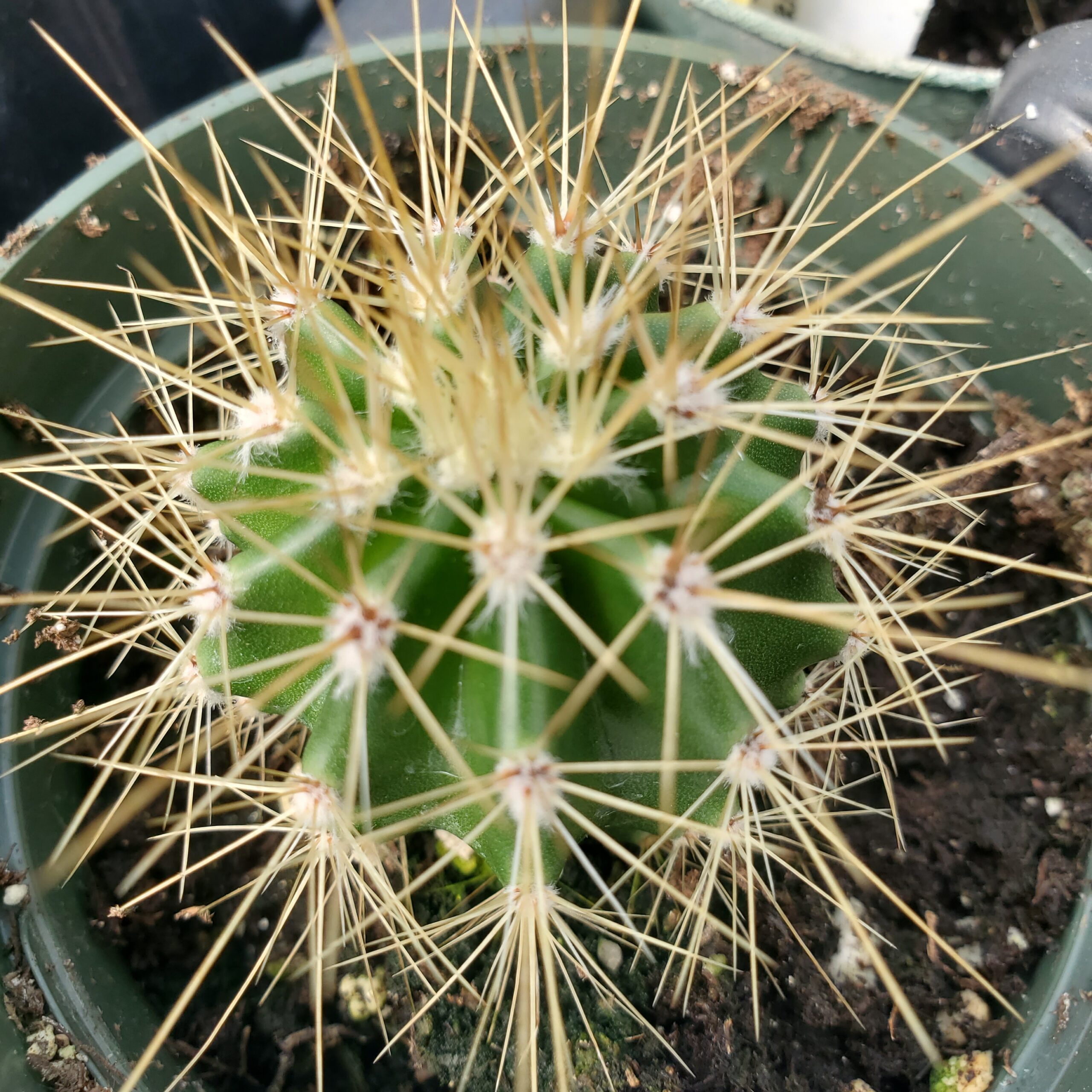 Saguaro Cactus - Image 2