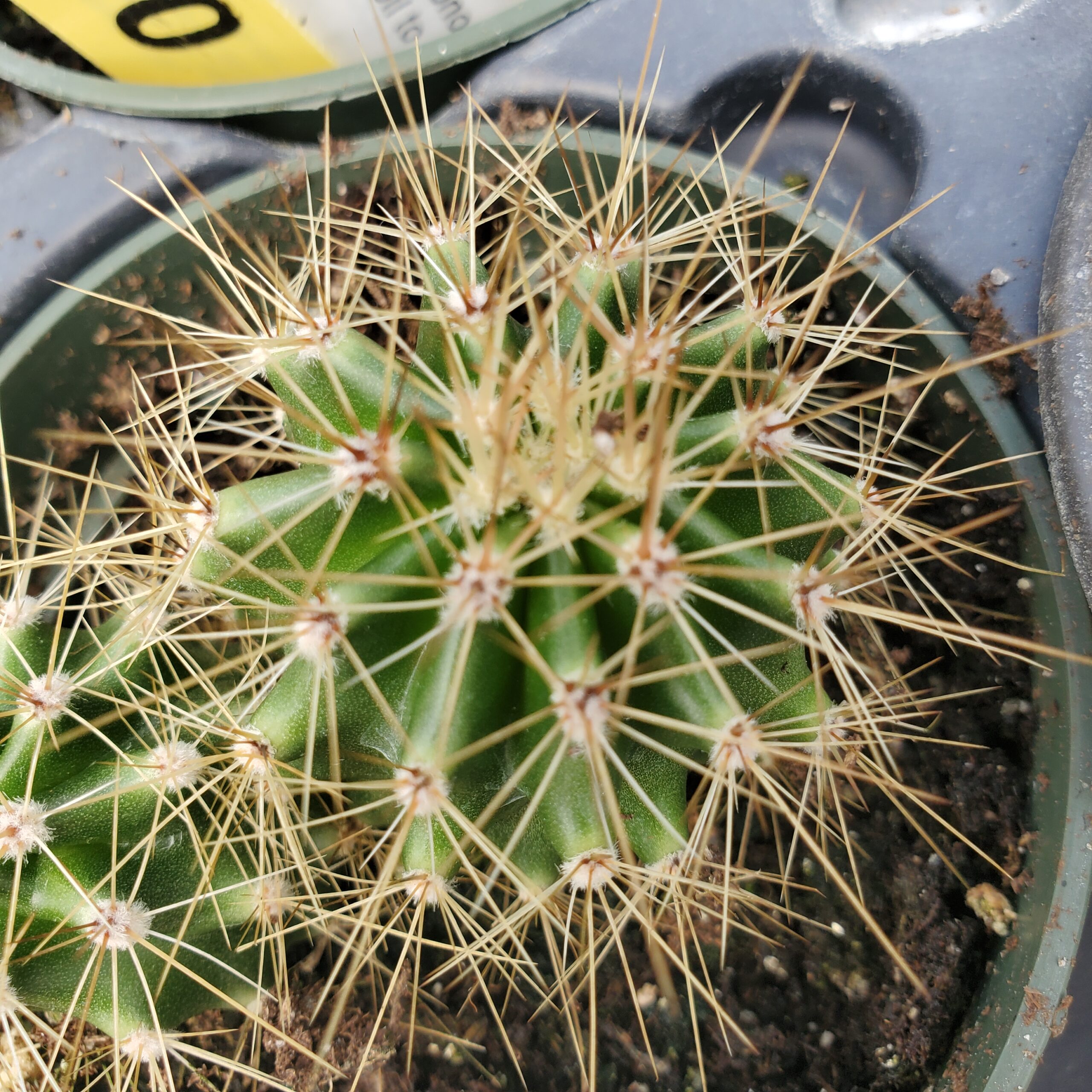 Saguaro Cactus - Image 3