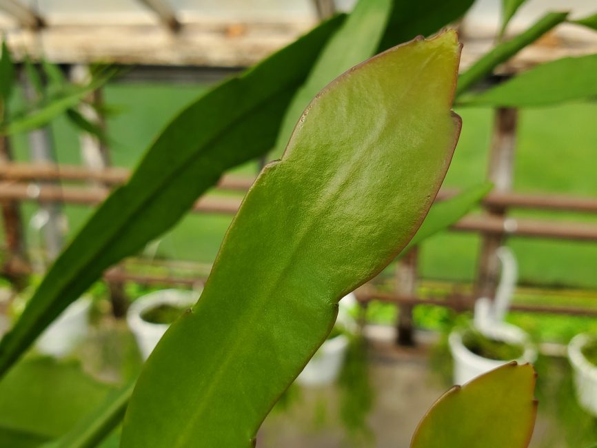 White orchid cactus with trailing green stems and flat leaves by Studley Flower Gardens