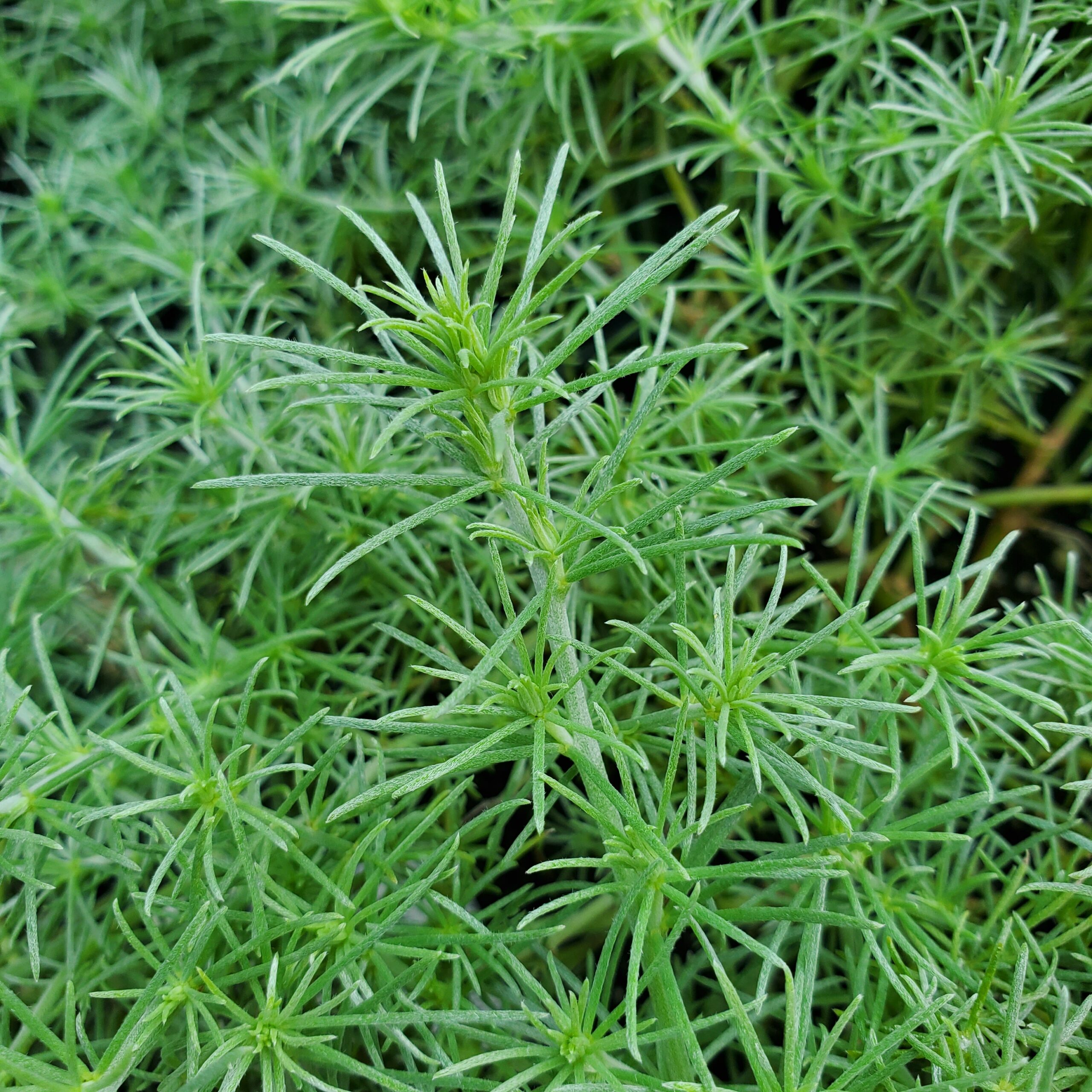 Lotus Vine, Parrot's Beak - Image 2