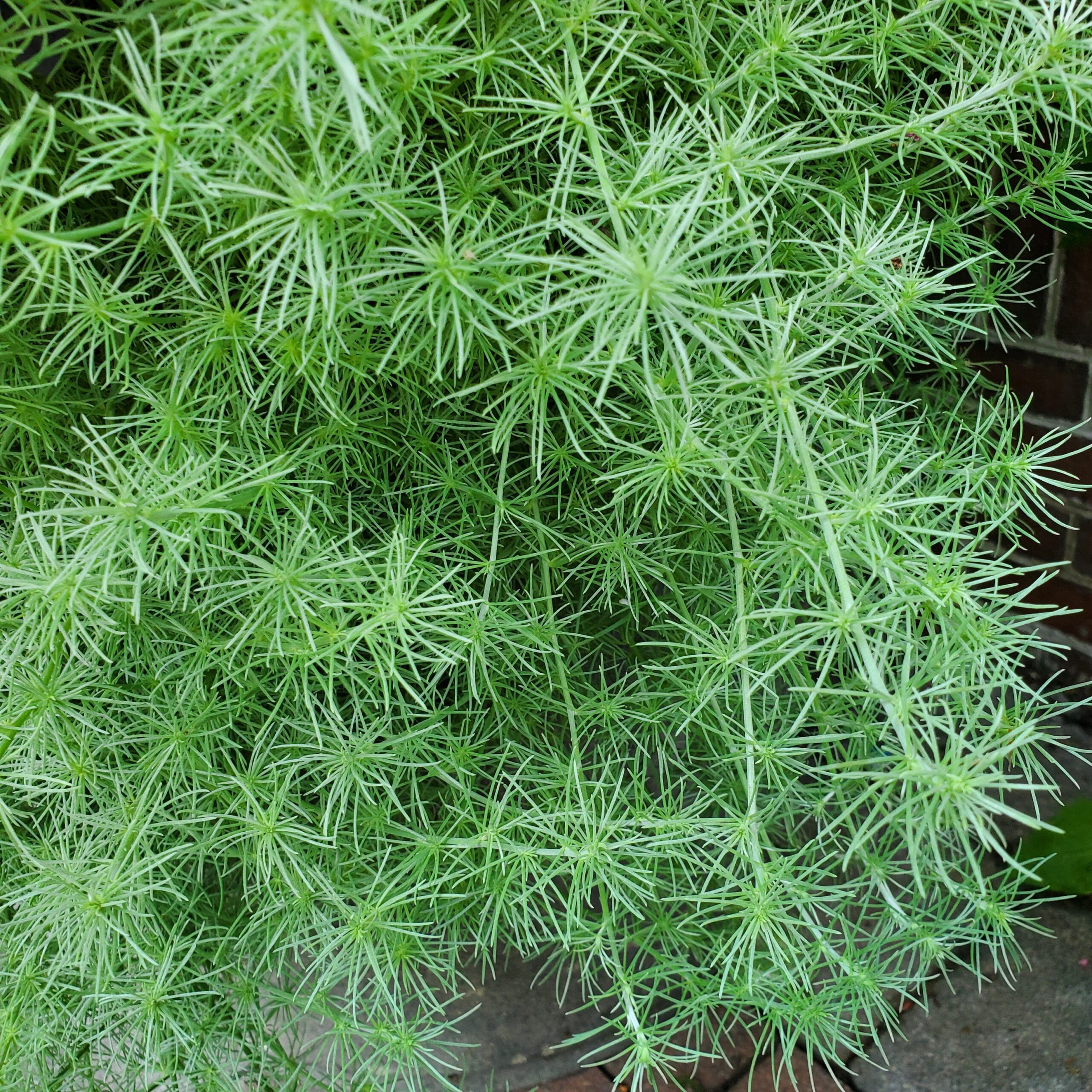 Lotus Vine, Parrot's Beak - Image 3
