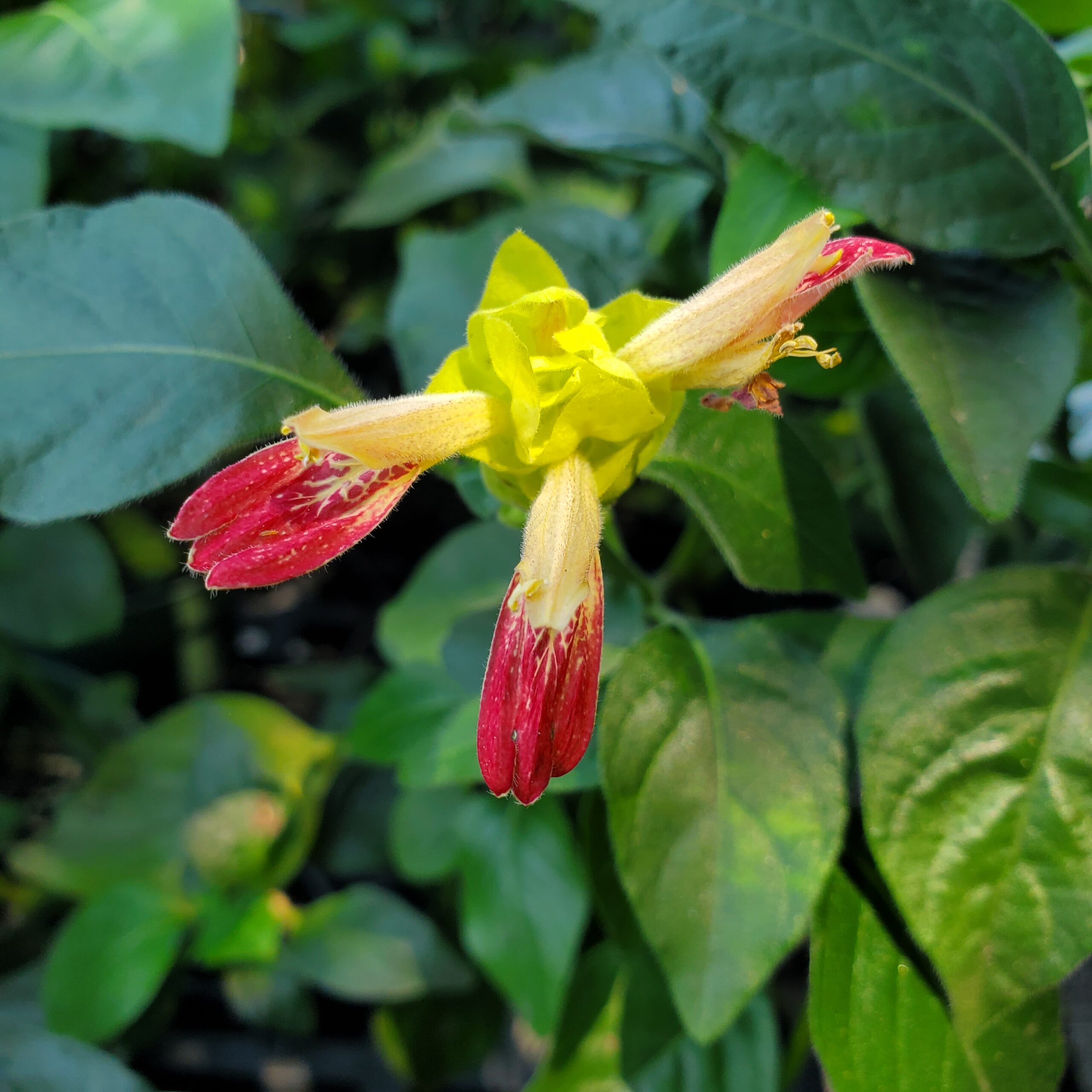 Fruit Cocktail Shrimp Plant - Image 2