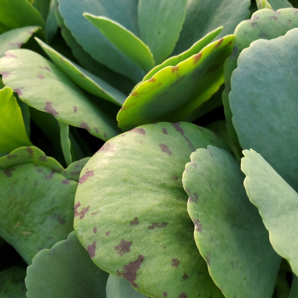 Penwiper Plant - Image 2