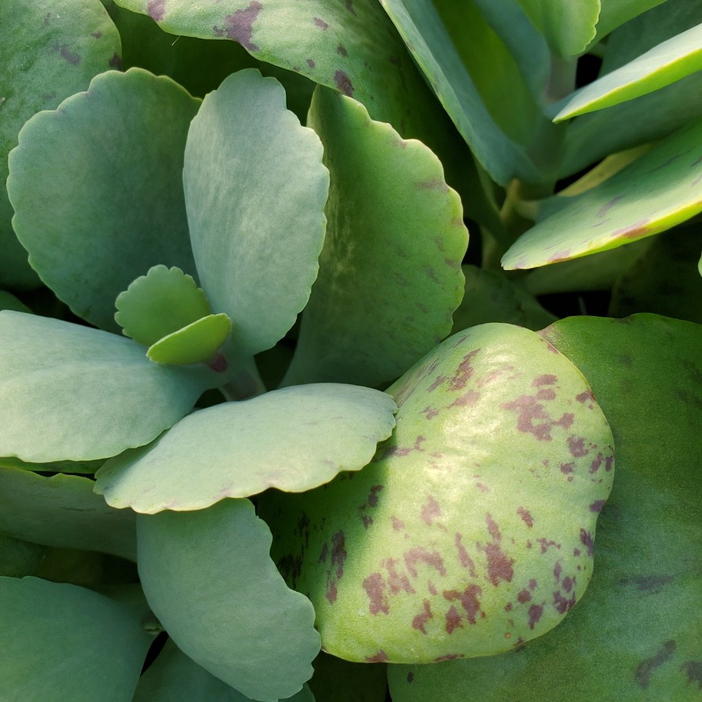 Penwiper Plant - Image 3