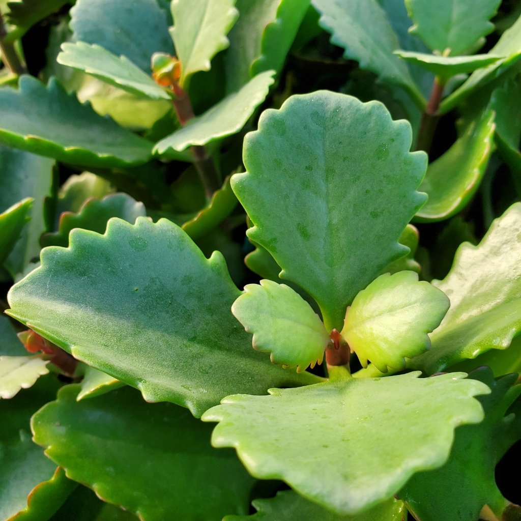 Tugela Cliff Kalanchoe - Image 3