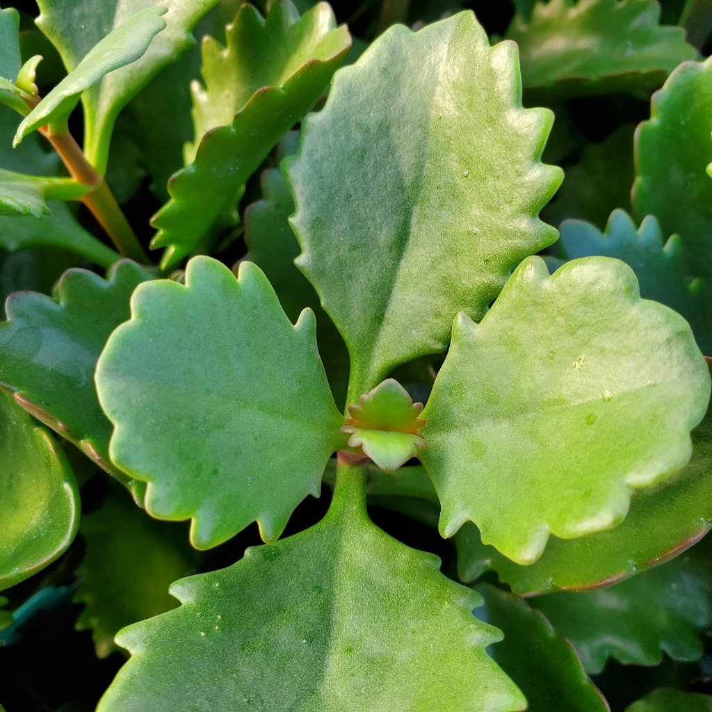 Tugela Cliff Kalanchoe - Image 2