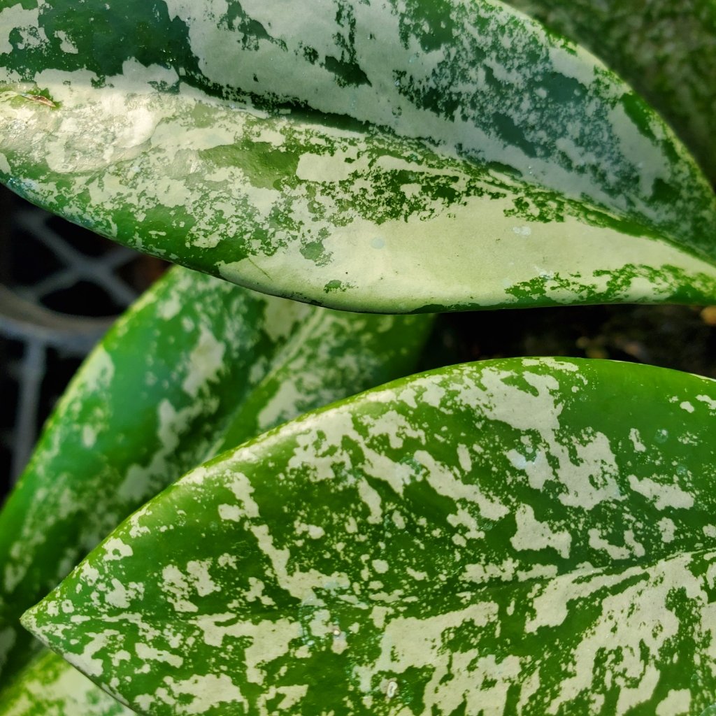 Hoya pubicalyx 'Speckled' - Image 2