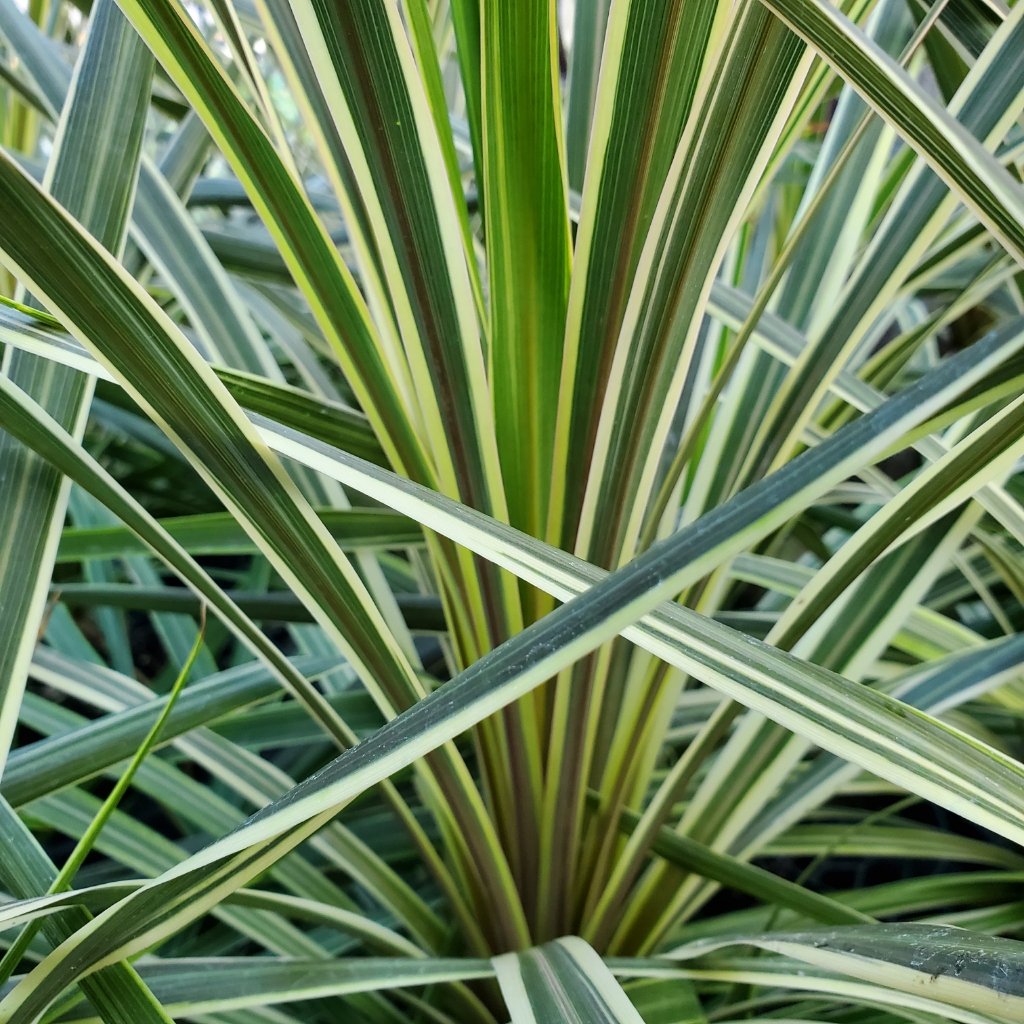 Torbay Dazzler Cordyline - Image 3