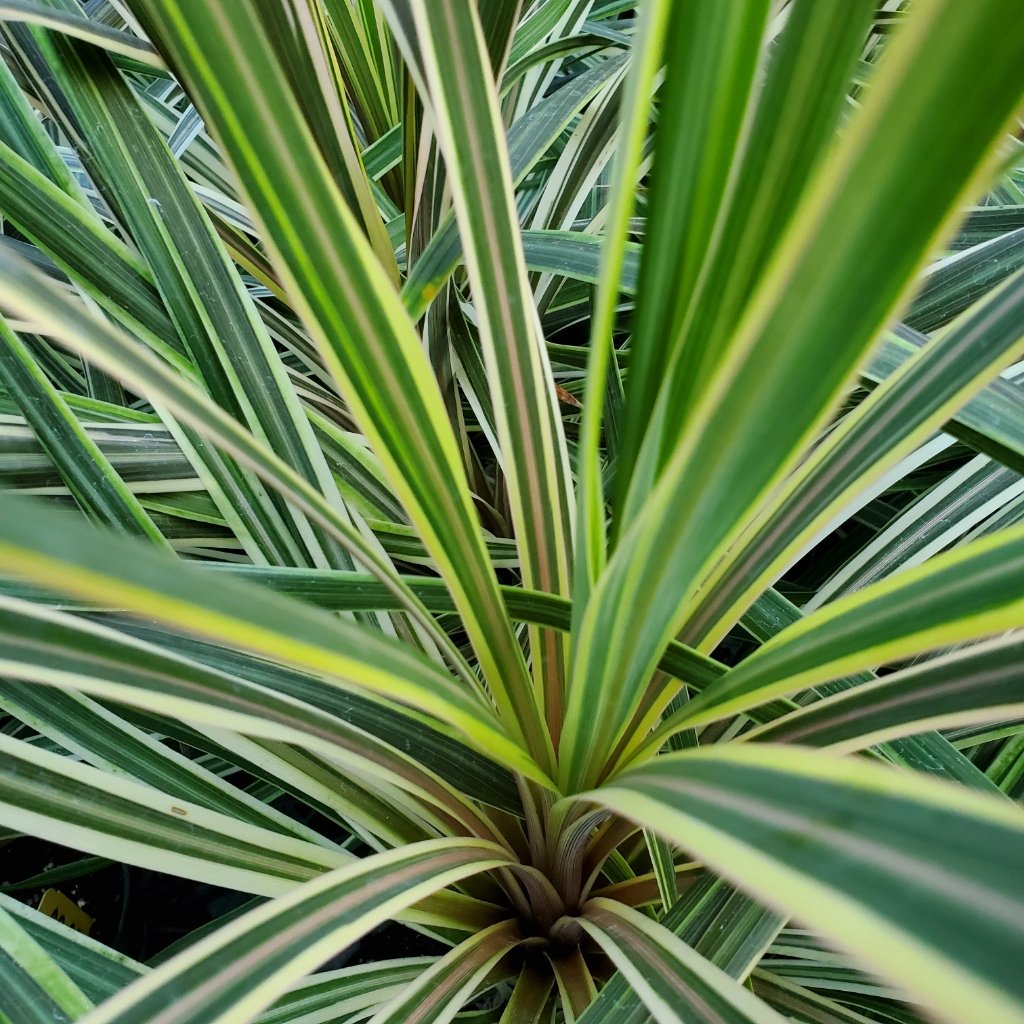 Torbay Dazzler Cordyline - Image 2