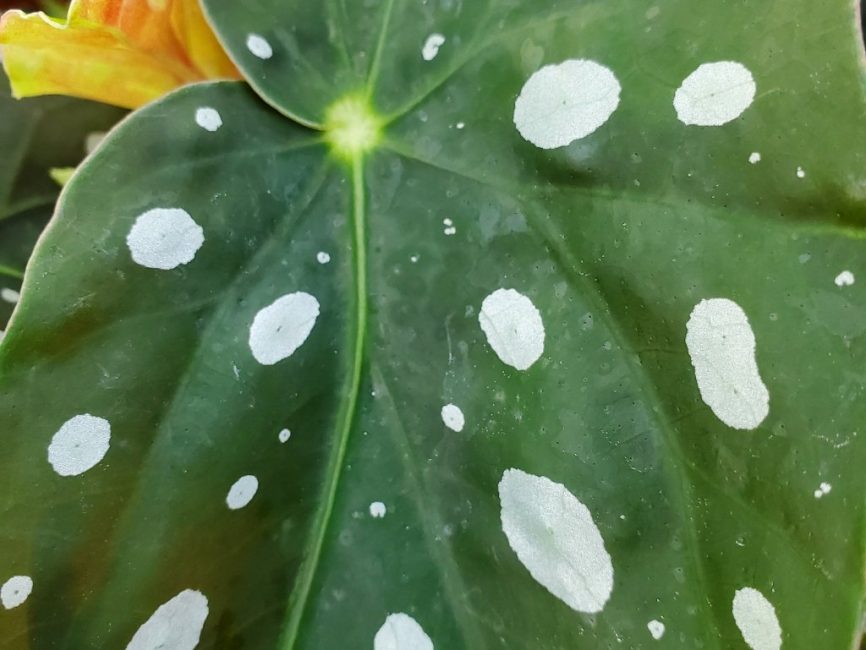 Polka dot begonia with silver spotted leaves and pale pink blooms by Studley Flower Gardens