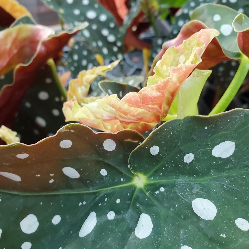 Polka Dot Begonia - Image 3