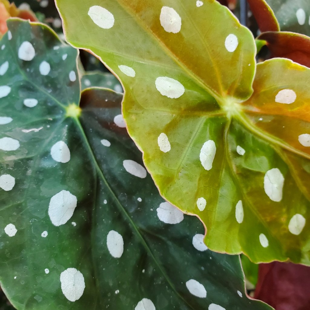 Polka Dot Begonia - Image 2