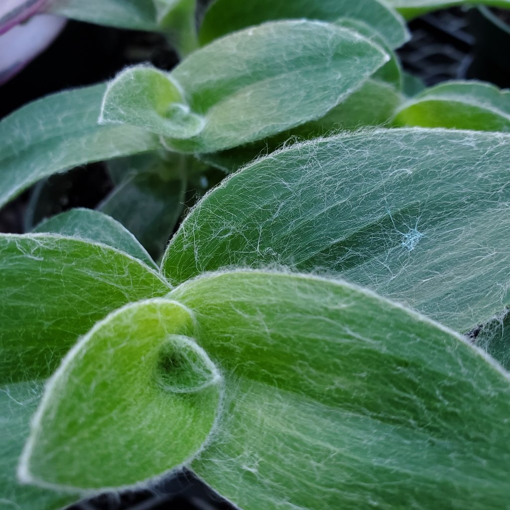 Velvet Zebra Tradescantia - Image 2