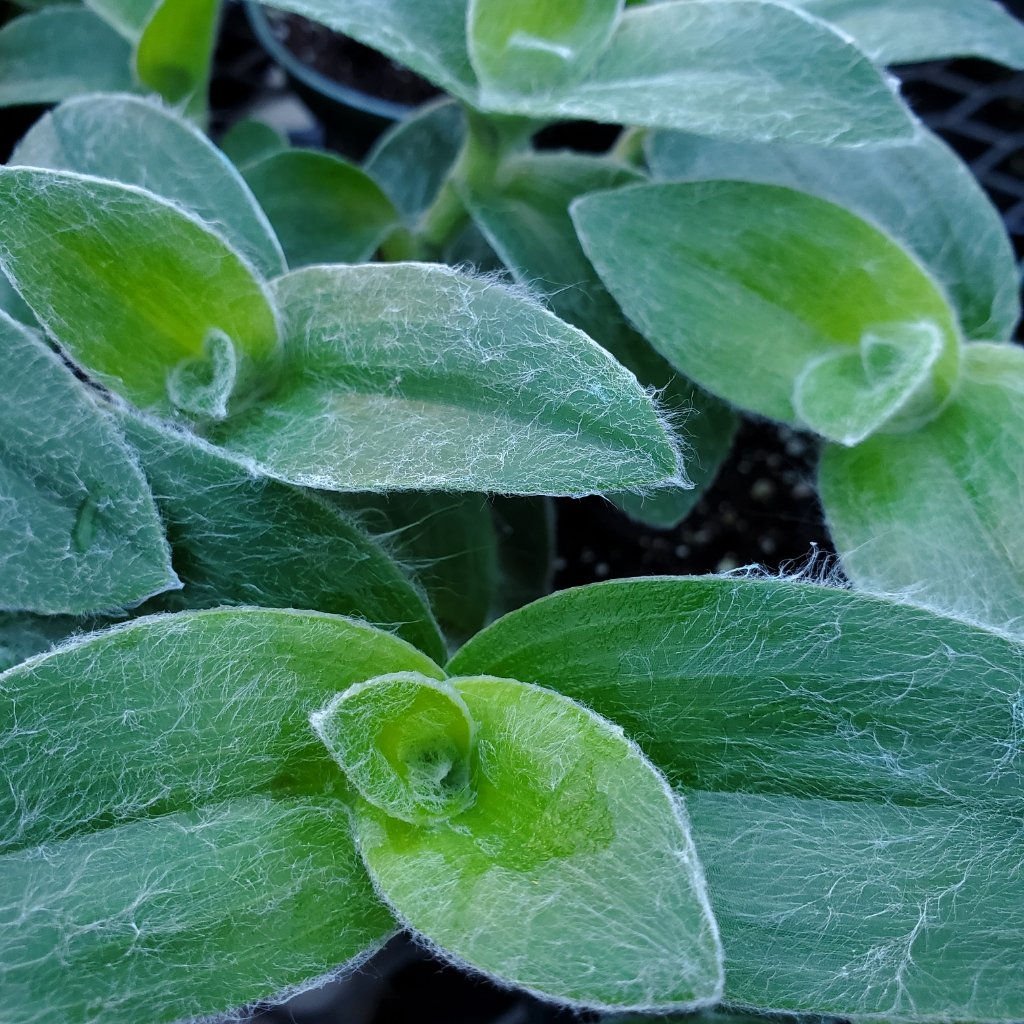 Velvet Zebra Tradescantia - Image 3