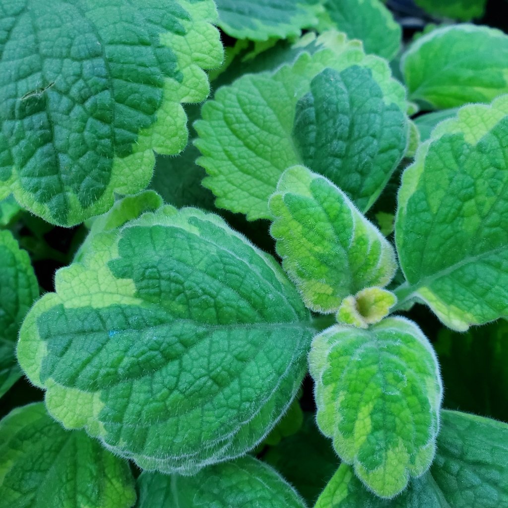 Lemon Twist Plectranthus - Image 2