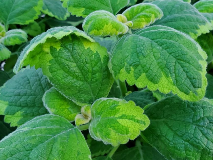 Lemon Twist Plectranthus with serrated variegated green and yellow leaves by Studley Flower Gardens detail image