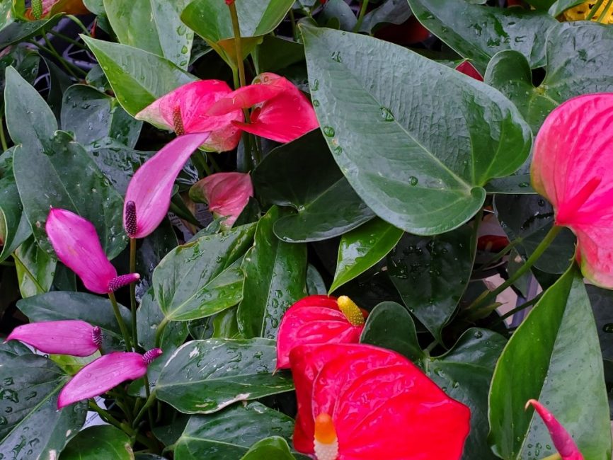 anthurium ‘flamingo flower’ detail image