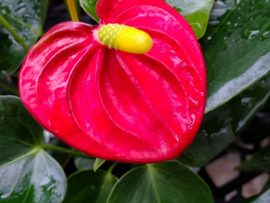 Anthurium ‘Flamingo Flower’ with bright pink blooms in partial shade by Studley Flower Gardens