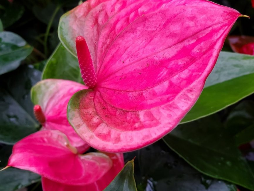 Anthurium ‘Flamingo Flower’ with vibrant pink heart-shaped spathe and glossy leaves by Studley Flower Gardens detail image