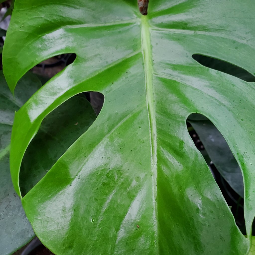 Monstera - Image 2