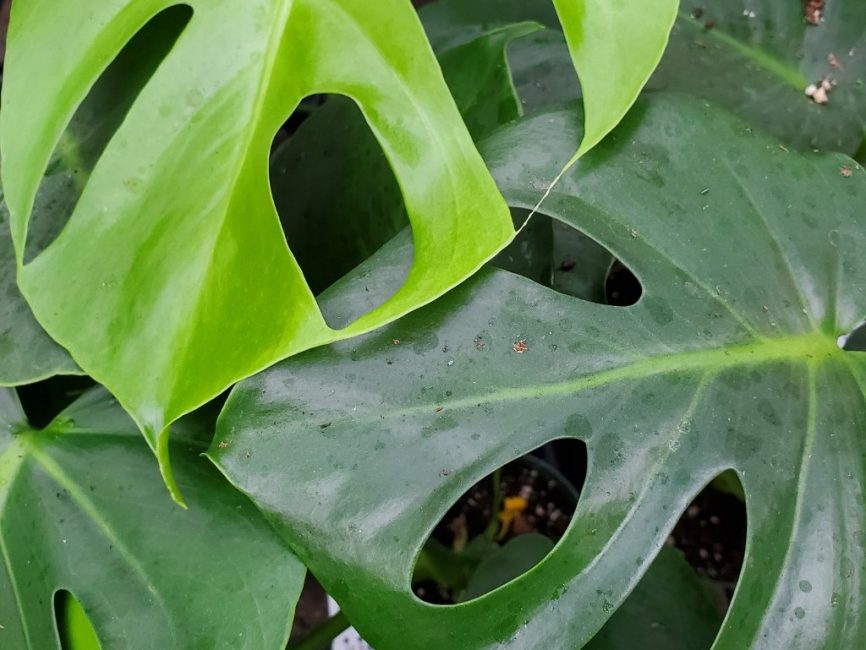 Monstera plant with glossy heart-shaped leaves in partial sun by Studley Flower Gardens