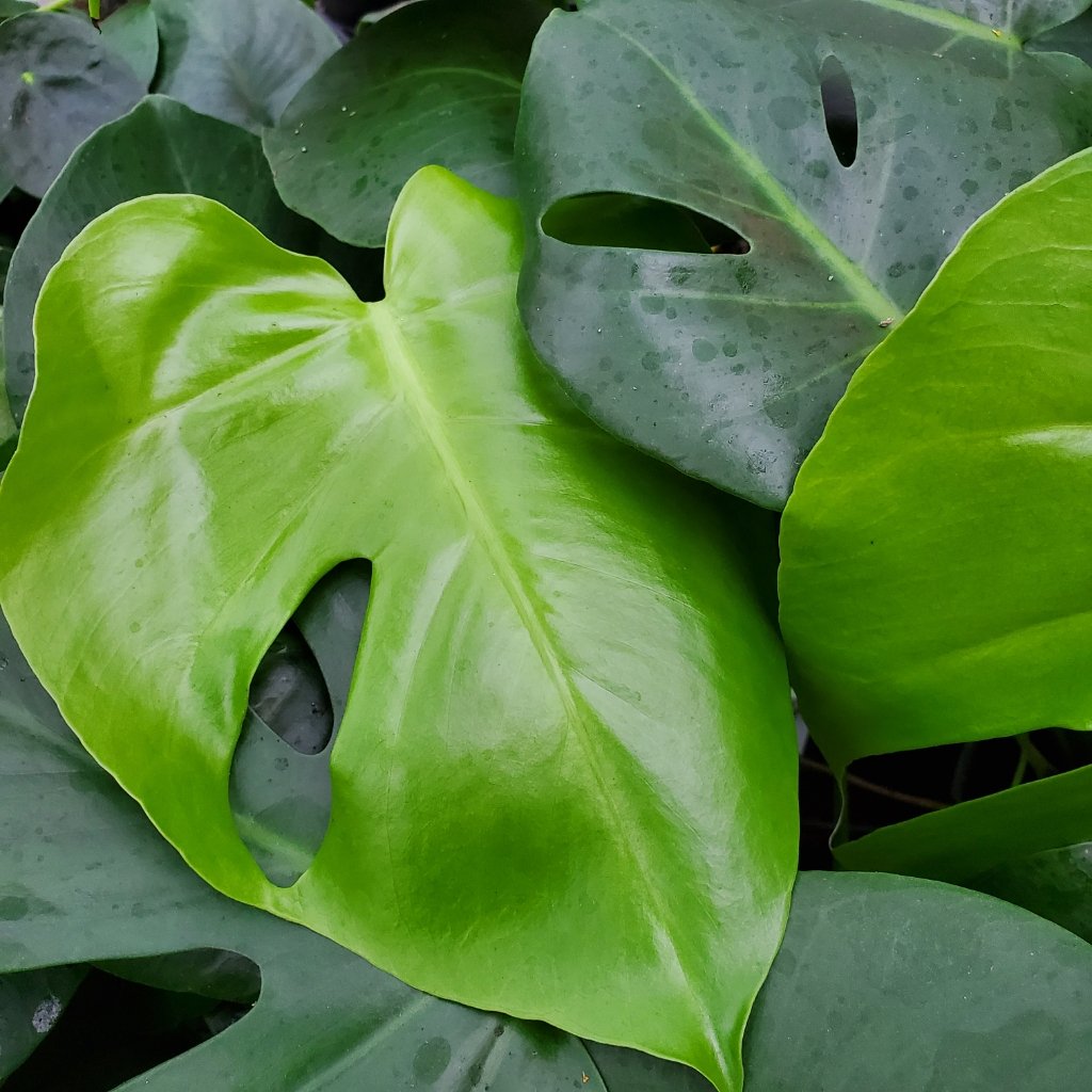 Monstera - Image 3