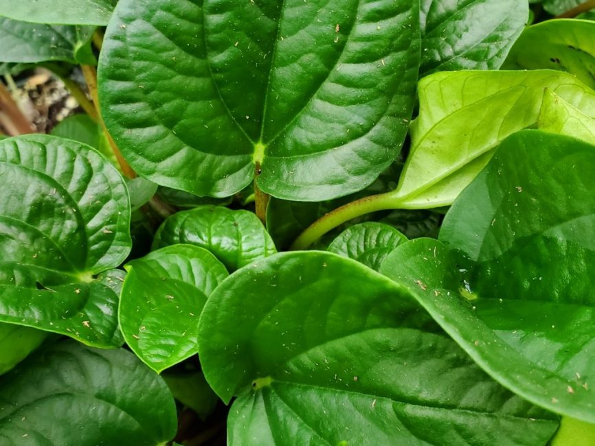 Rana Verde Peperomia with deep green rippled leaves on burgundy stems by Studley Flower Gardens