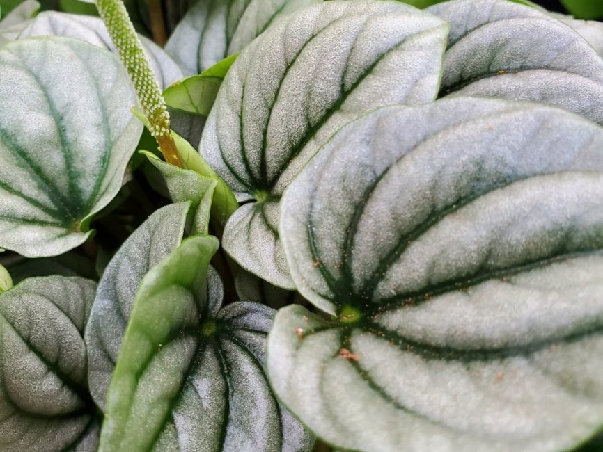 Frost Peperomia with frosty silvery heart-shaped leaves and deep green veins by Studley Flower Gardens