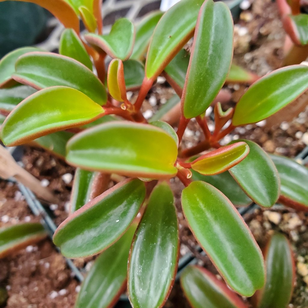 Ruby Glow Peperomia - Image 3