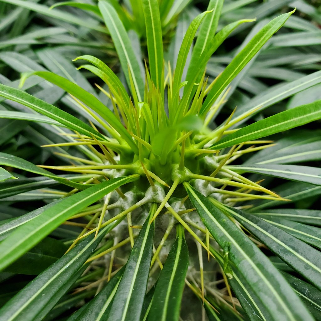 Madagascar Palm - Image 3