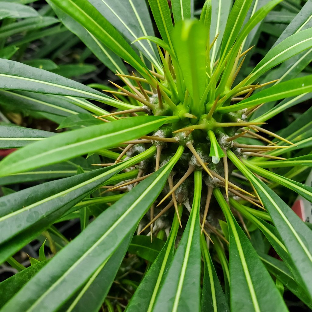 Madagascar Palm - Image 2