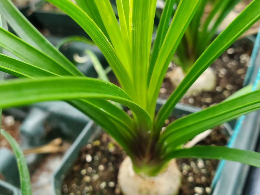 Ponytail palm with bulb-like trunk and long flowing leaves by Studley Flower Gardens
