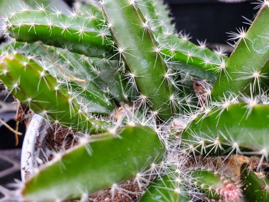 Dragon fruit cactus with long trailing stems and small thorns by Studley Flower Gardens
