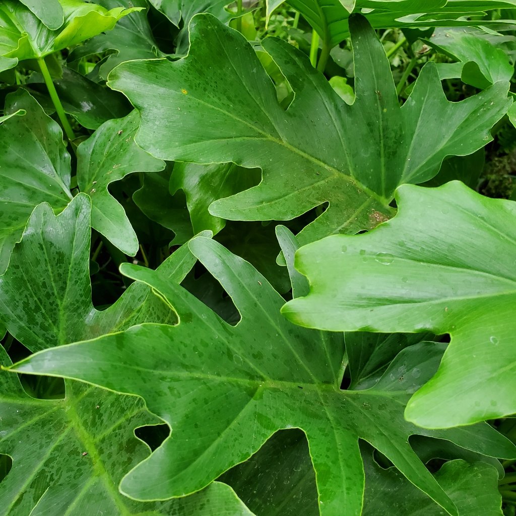 Selloum Philodendron, Hope Philodendron - Image 2